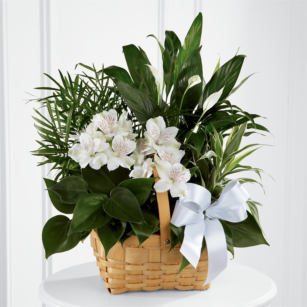 Peace & Serenity Dishgarden – VIVA'S FLOWER SHOP, Framingham MA