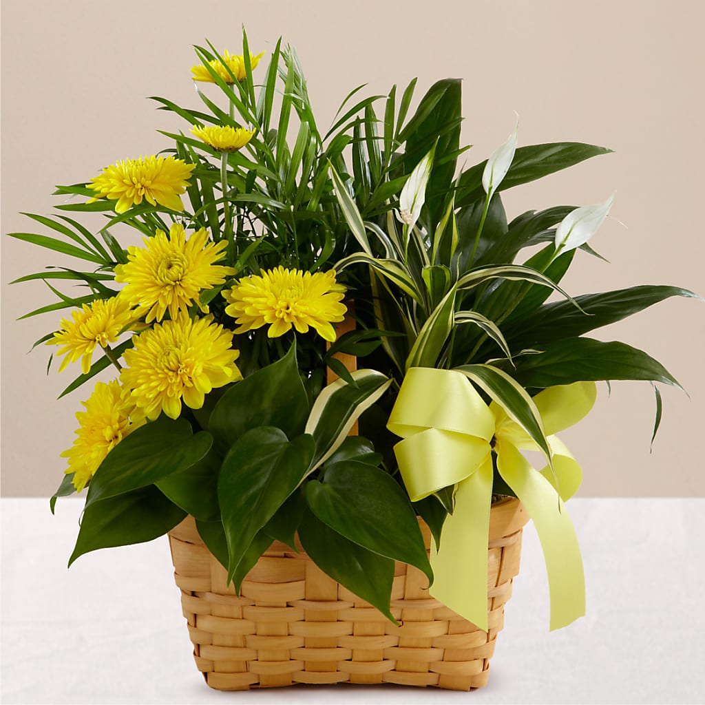 Loving Light Dishgarden – VIVA'S FLOWER SHOP, Framingham MA
