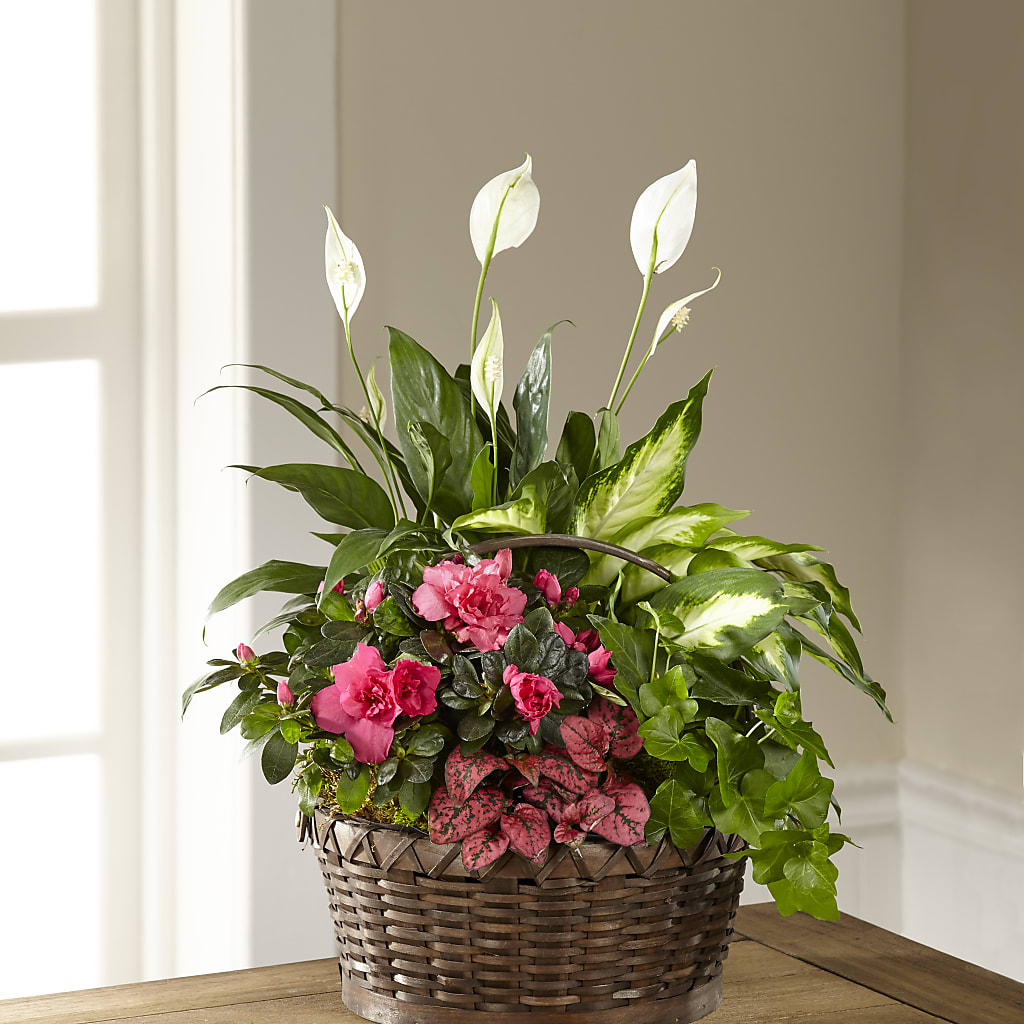 Dream in Pink Dishgarden – VIVA'S FLOWER SHOP, Framingham MA