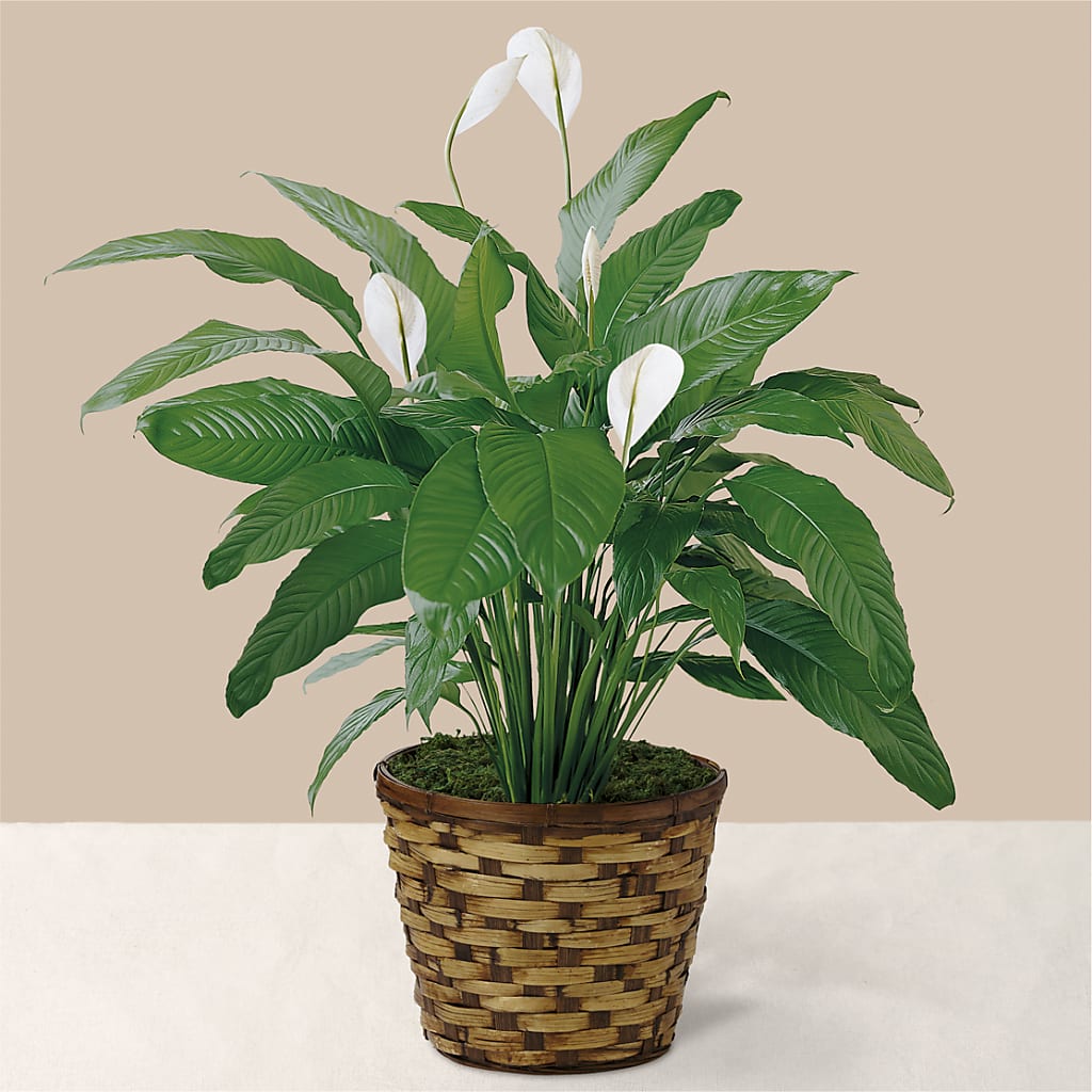 Tranquil Moments Peace Lily Plant – VIVA'S FLOWER SHOP, Framingham MA