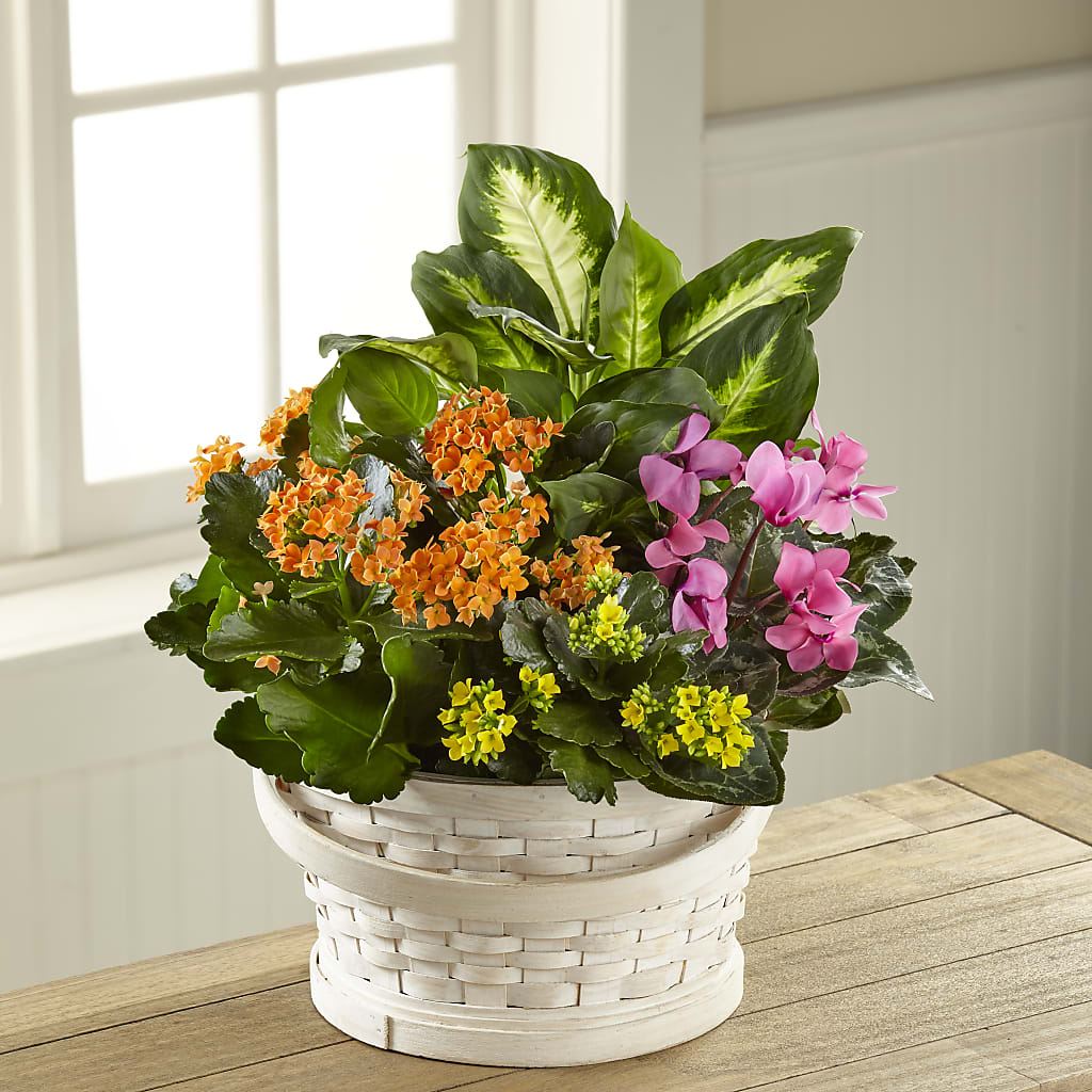Color Crush Dishgarden – VIVA'S FLOWER SHOP, Framingham MA