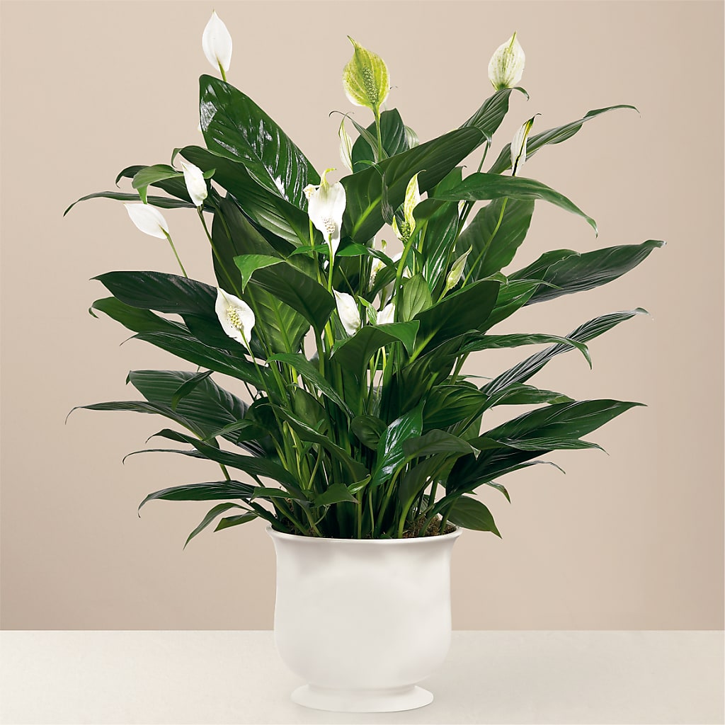 Comfort Planter – VIVA'S FLOWER SHOP, Framingham MA