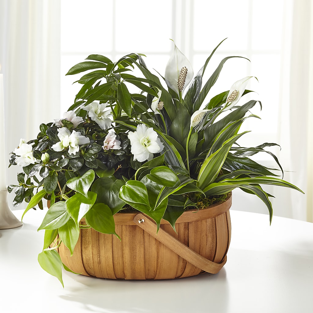 Serene Dishgarden – VIVA'S FLOWER SHOP, Framingham MA