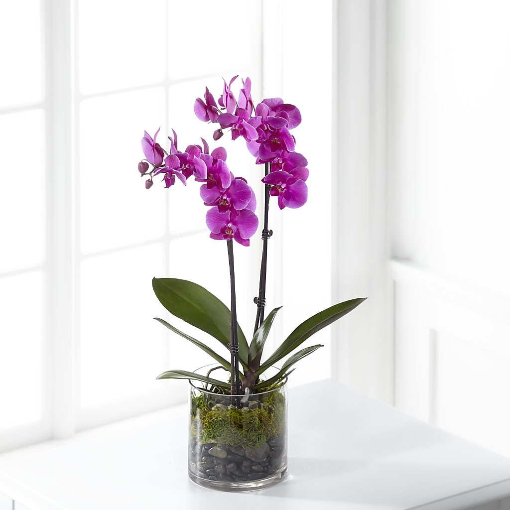 Pink Orchid Plant – VIVA'S FLOWER SHOP, Framingham MA
