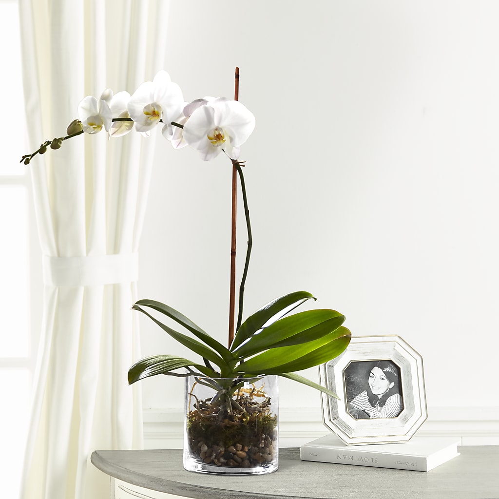 White Orchid Planter – VIVA'S FLOWER SHOP, Framingham MA