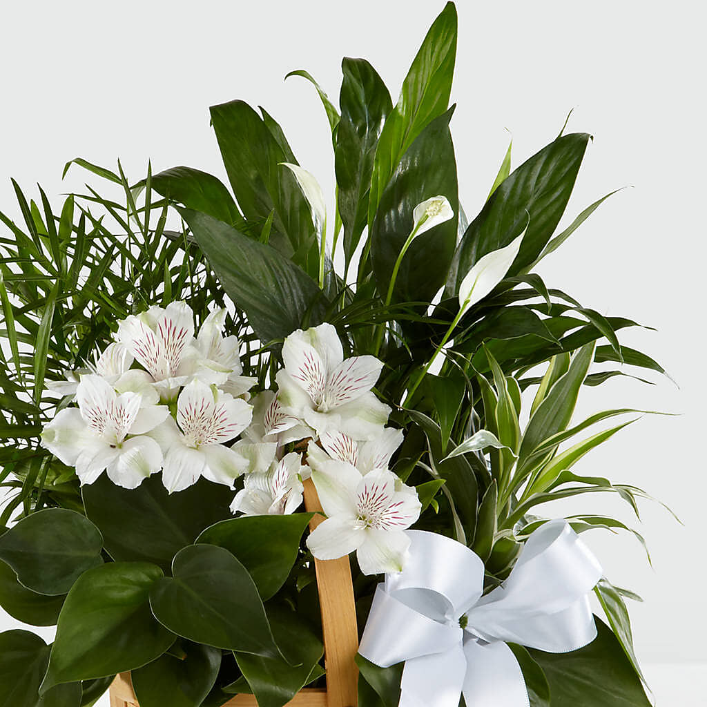 Peace & Serenity Dishgarden – VIVA'S FLOWER SHOP, Framingham MA