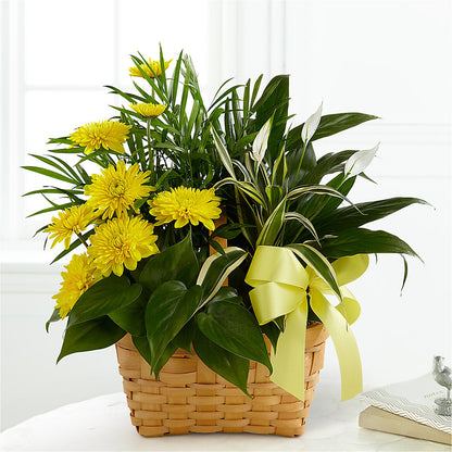 Loving Light Dishgarden – VIVA'S FLOWER SHOP, Framingham MA