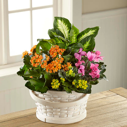 Color Crush Dishgarden – VIVA'S FLOWER SHOP, Framingham MA