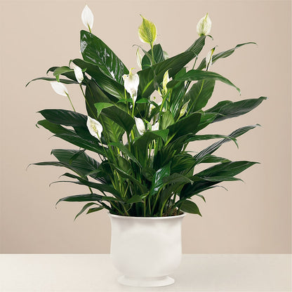 Comfort Planter – VIVA'S FLOWER SHOP, Framingham MA