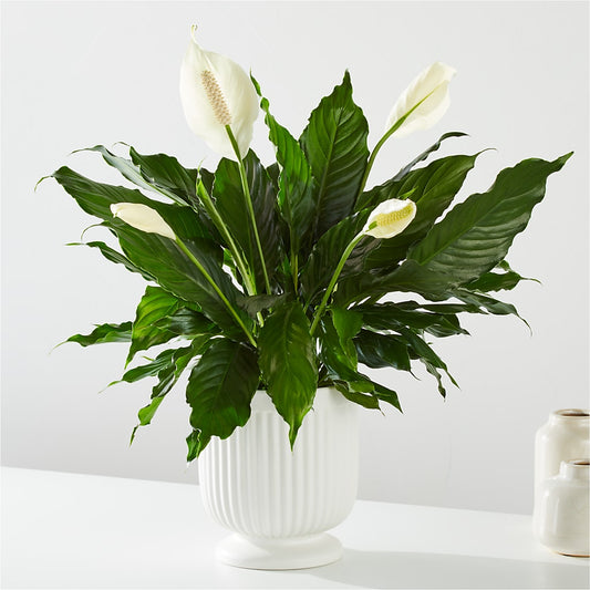 Comfort Planter – VIVA'S FLOWER SHOP, Framingham MA