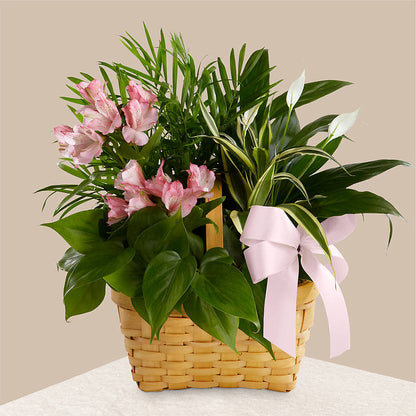 Living Spirit Dishgarden – VIVA'S FLOWER SHOP, Framingham MA