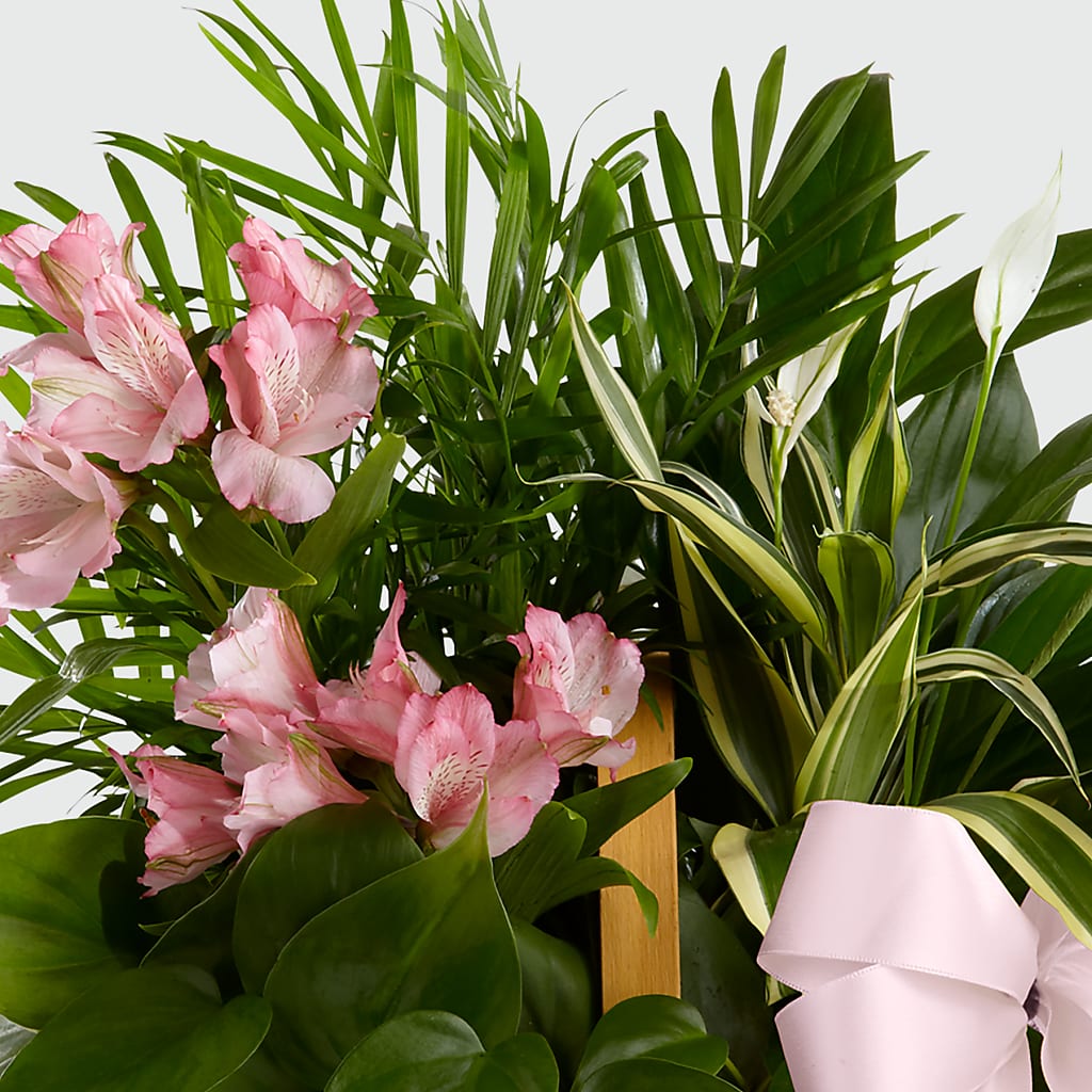 Living Spirit Dishgarden – VIVA'S FLOWER SHOP, Framingham MA