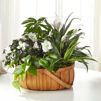 Serene Dishgarden – VIVA'S FLOWER SHOP, Framingham MA