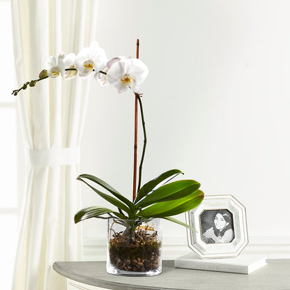 White Orchid Planter – VIVA'S FLOWER SHOP, Framingham MA