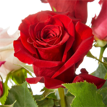 Love Notes Rose Bouquet – VIVA'S FLOWER SHOP, Framingham MA